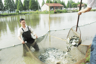 鱼欢 珠润 水清