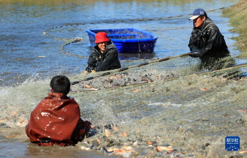 河北丰南 生态水产养殖助增收凤凰网河北 凤凰网