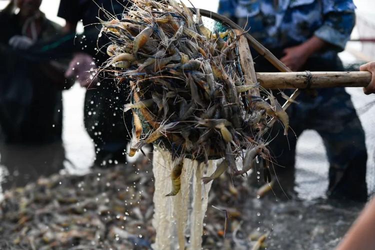 水产品稳产保供抓好水生动物疫病防控,确保不暴发重大水产养殖病害,不