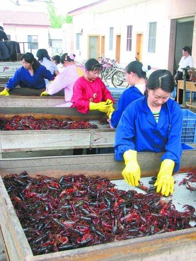 武汉虾龙水产养殖开发有限公司小龙虾养殖产业链年产值超千万
