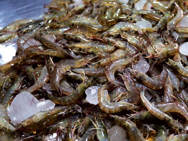 虾shrimp_饶平宇祥水产养殖有限公司,www.rpyuxiang.