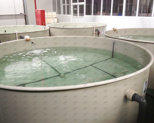 工厂化室内循环水水产养殖小型pp塑料海淡水可定制养殖鱼池