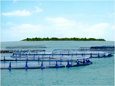 新加坡着眼于大力发展南部水产养殖业