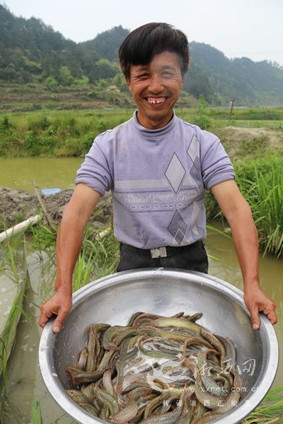 水产养殖泥鳅报价 厂家